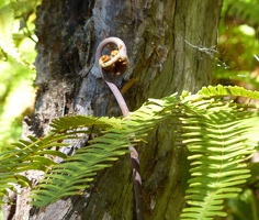 New frond unfurling